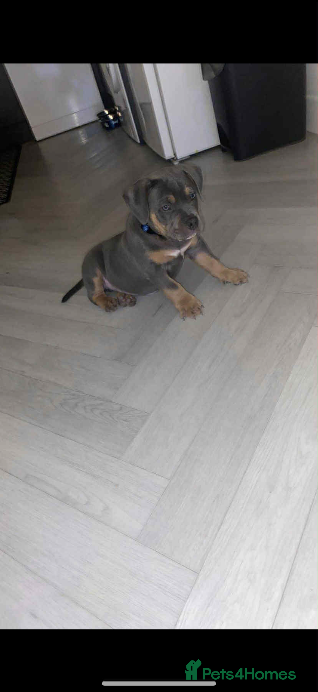 American Bully dogs for sale: American pocket bully - Image 3