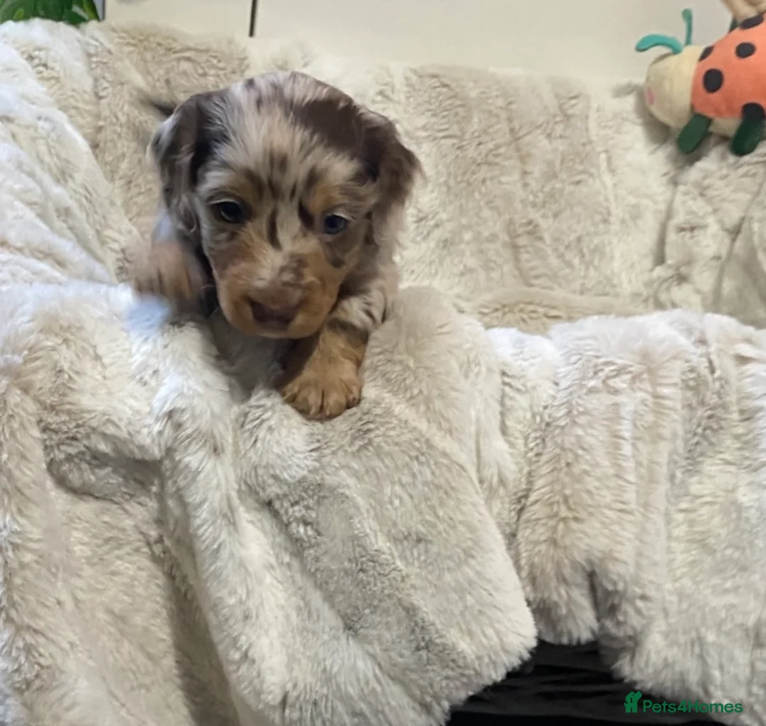 Miniature Dachshund dogs for sale: Stunning kc reg long haired mini dachshund pups  - Advert 13