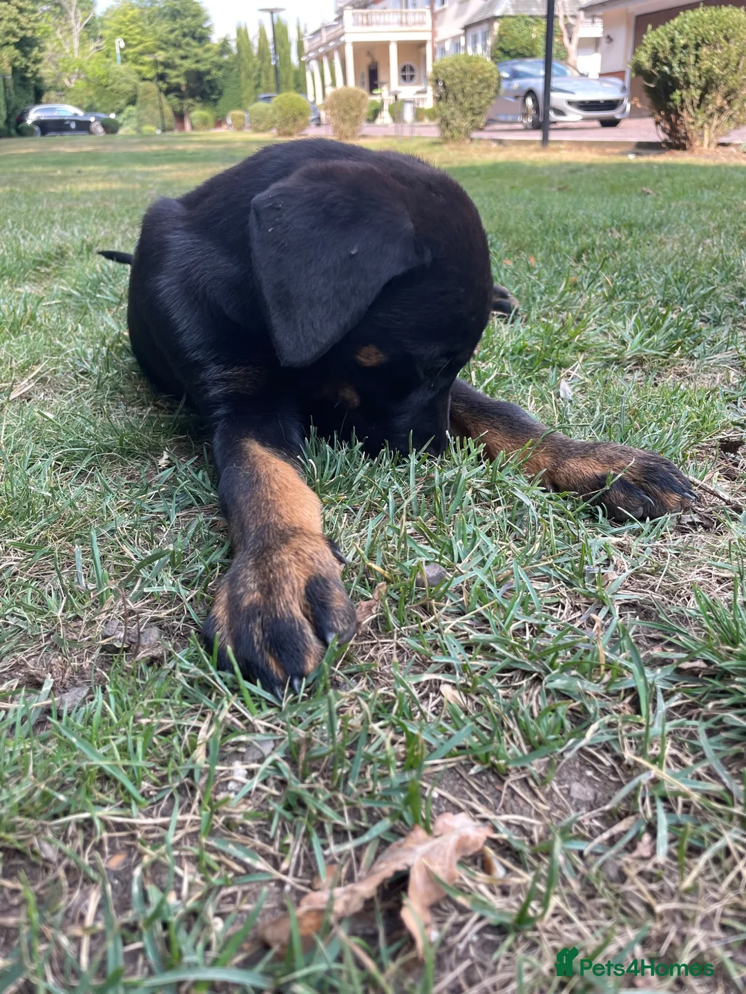 Mixed Breed dogs for sale: Doberman german shepherd cross breed puppies in London - Advert 5