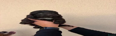 Cockapoo 1