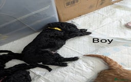 Cockapoo dogs for sale: Cockapoo puppies  - Image 3