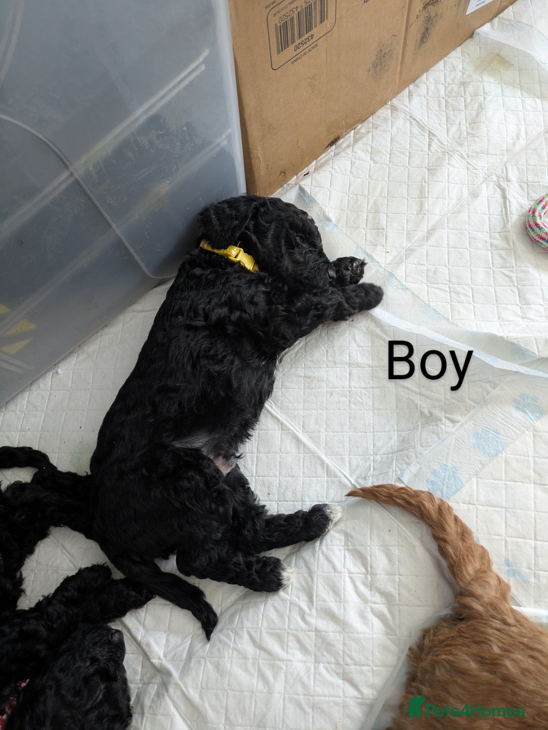 Cockapoo dogs for sale: Cockapoo puppies  - Image 3