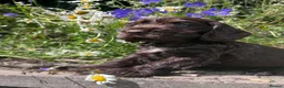 Cocker Spaniel dogs for sale: Outstanding health tested KC show cocker puppies - Advert 14