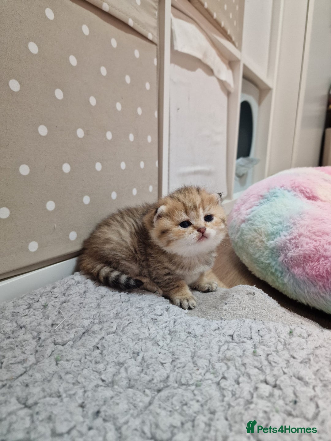 British Shorthair cats for sale: Pedigree British Short Hair Kittens  - Advert 2