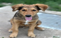 Mixed Breed dogs for adoption: JASPER - a Superb Puppy Boy, for a Loving Home - Image 23