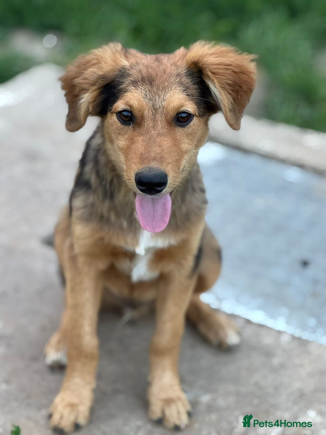 Mixed Breed dogs for adoption: JASPER - a Superb Puppy Boy, for a Loving Home - Image 23