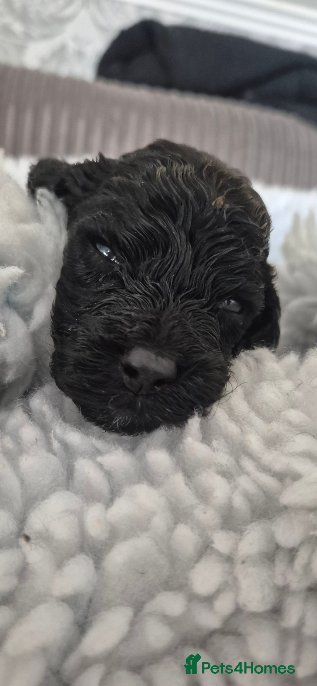 Cockapoo dogs for sale: cockapoo - Image 8