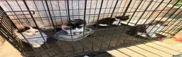 British Longhair cats for sale: 4 kittens british long hair  - Advert 5