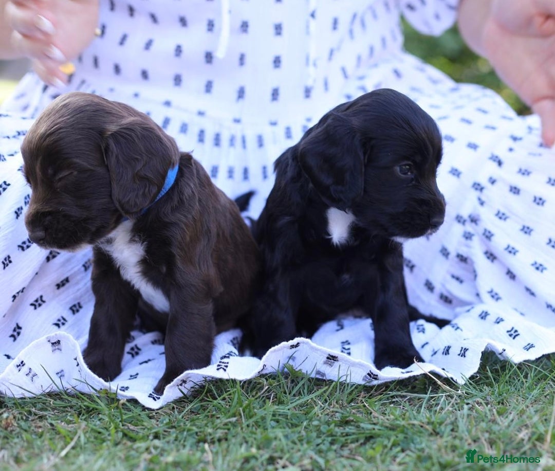 Cocker Spaniel dogs for sale: Adorable cocker spaniel puppies  - Image 10