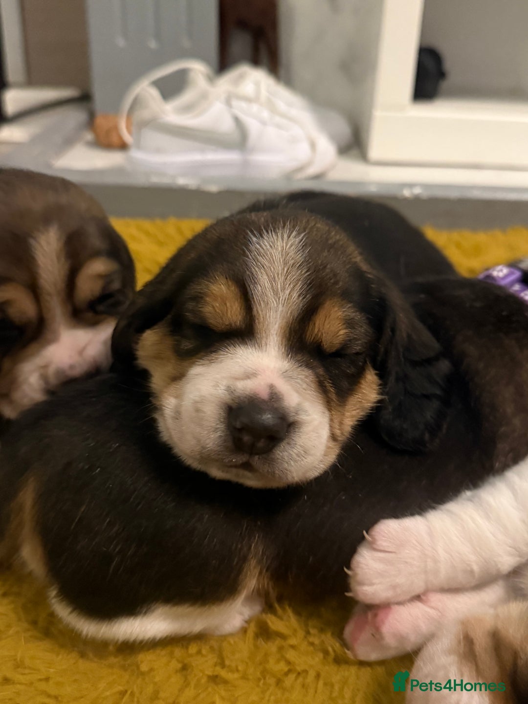 Beagle dogs for sale: Beagle puppies  - Advert 4