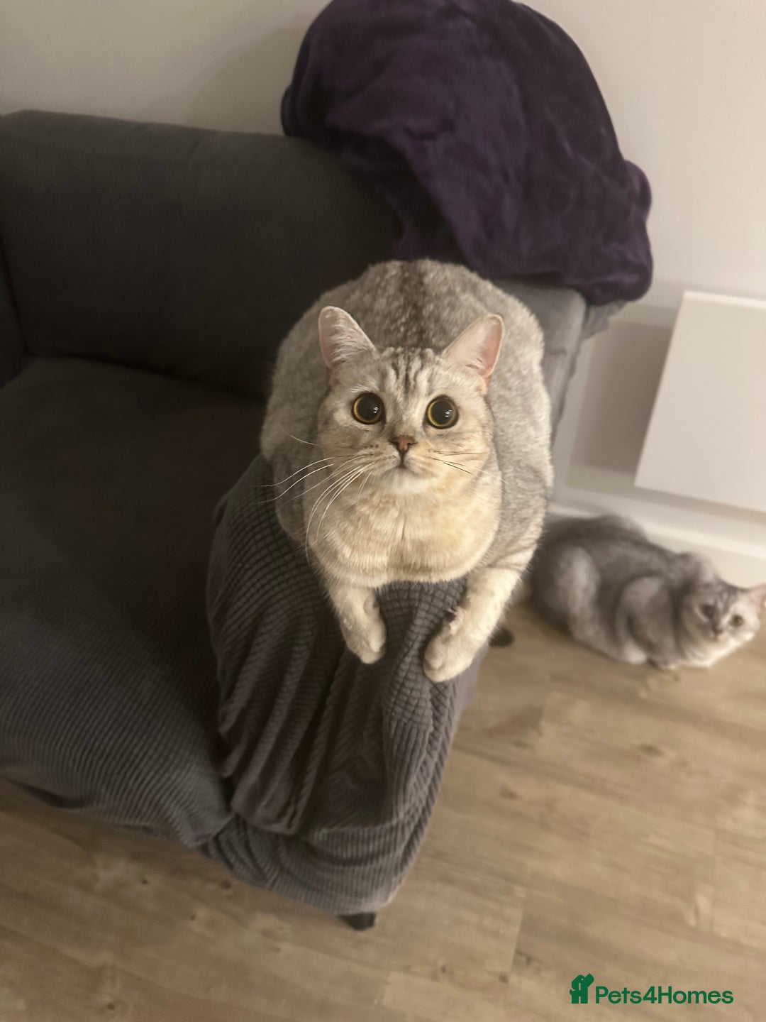 British Shorthair cats for sale: 2x British Shorthair - Advert 5