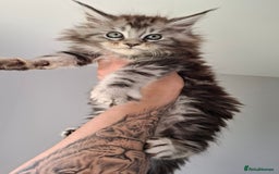 Maine Coon cats for stud: Black Maine Coon male for stud - Image 4