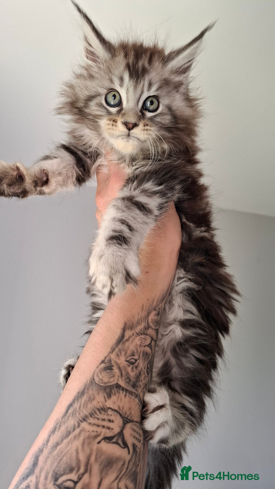 Maine Coon cats for stud: Black Maine Coon male for stud - Image 4