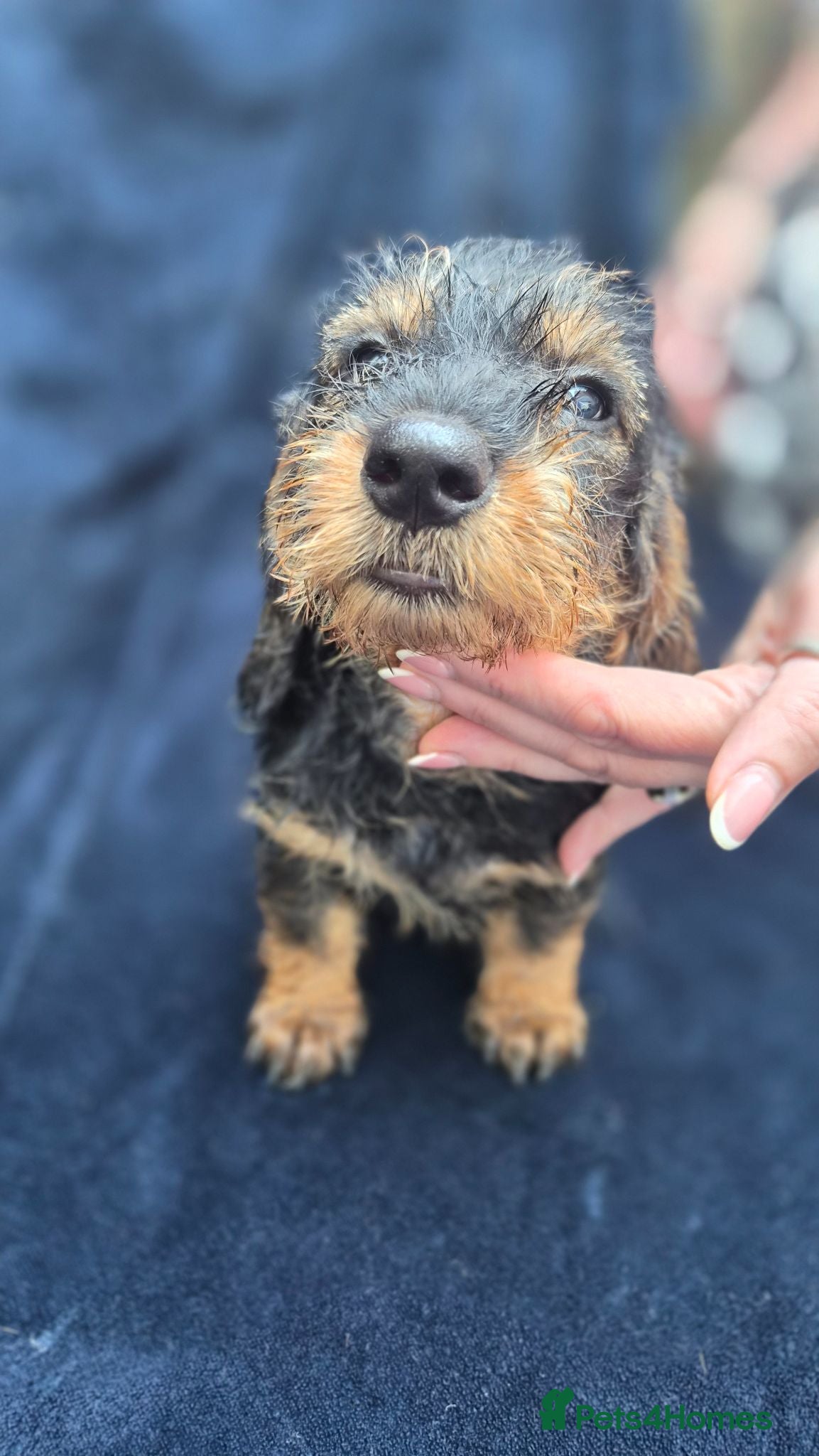 Dachshund dogs Standard Wirehaired Dachshund  - Advert 4