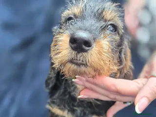 Dachshund dogs Standard Wirehaired Dachshund - Advert 9