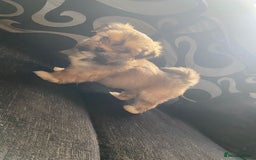 Lhasa Apso dogs for sale: Pure bred Lhasa apso pups  - Image 10