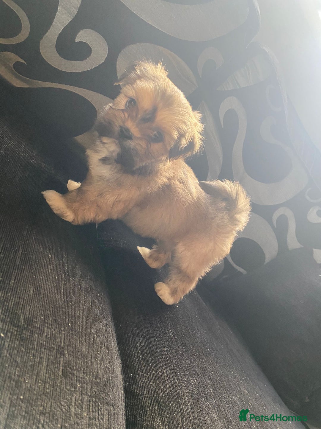 Lhasa Apso dogs for sale: Pure bred Lhasa apso pups  - Image 10