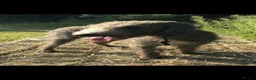Bedlington Terrier dogs for sale: Bedlington terrier pups for sale - Advert 11