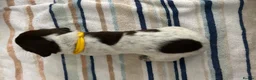 German Shorthaired Pointer dogs for sale: KC Registered German Shorthaired pointer puppies  - Advert 7