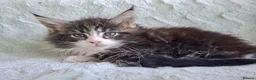 Maine Coon cats for sale: Full pedigree Maine Coon boy - Advert 2