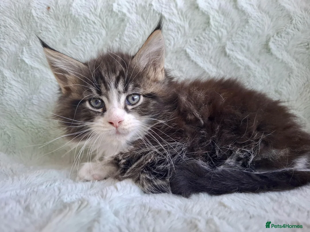 Maine Coon cats for sale: Full pedigree Maine Coon boy - Advert 2