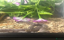 Corn Snake reptiles for sale: Corn snake in need of a new home - Image 3
