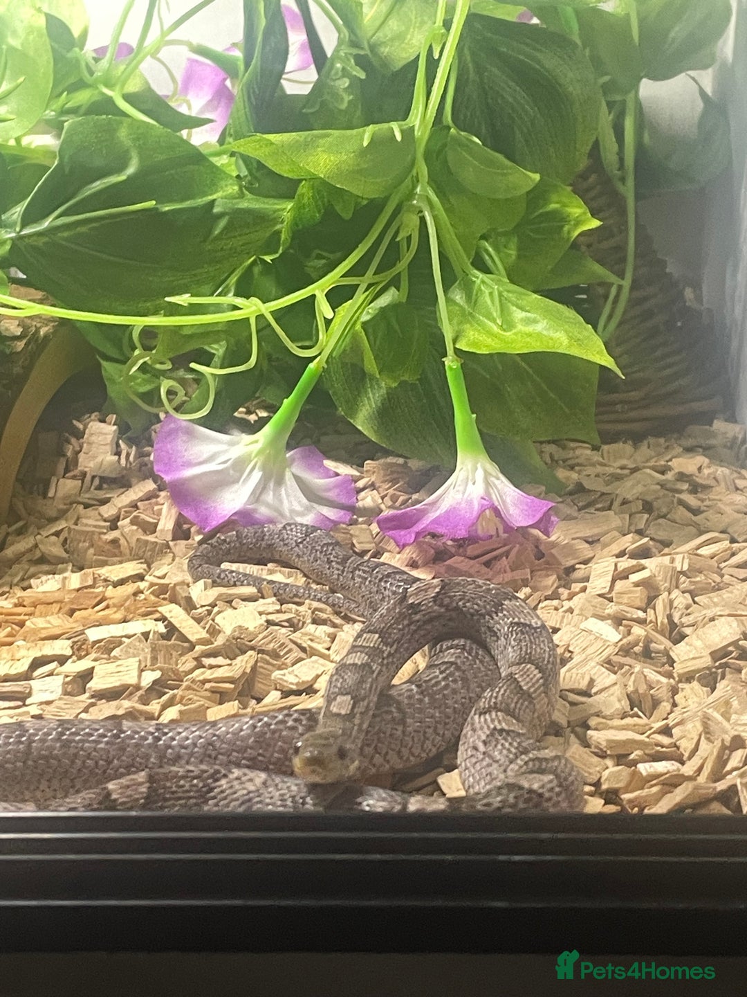 Corn Snake reptiles for sale: Corn snake in need of a new home - Image 3