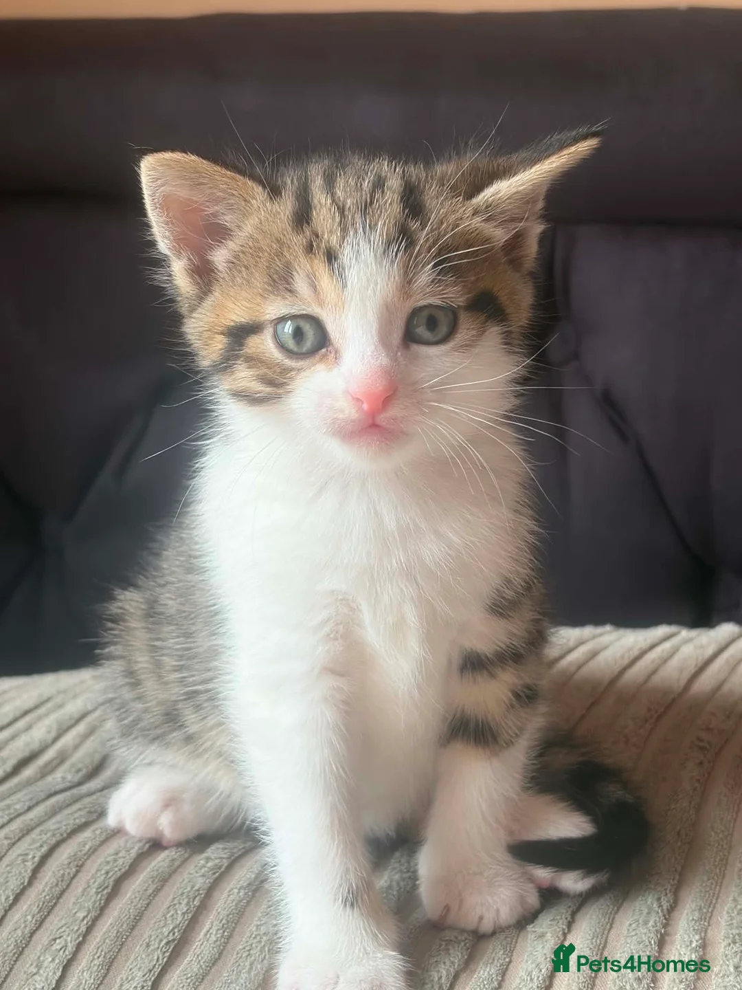Mixed Breed cats for sale: 2 male kittens - Advert 2