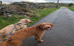 Mixed Breed dogs for sale: Goldendoodle x Fox Red Labrador  - Image 3