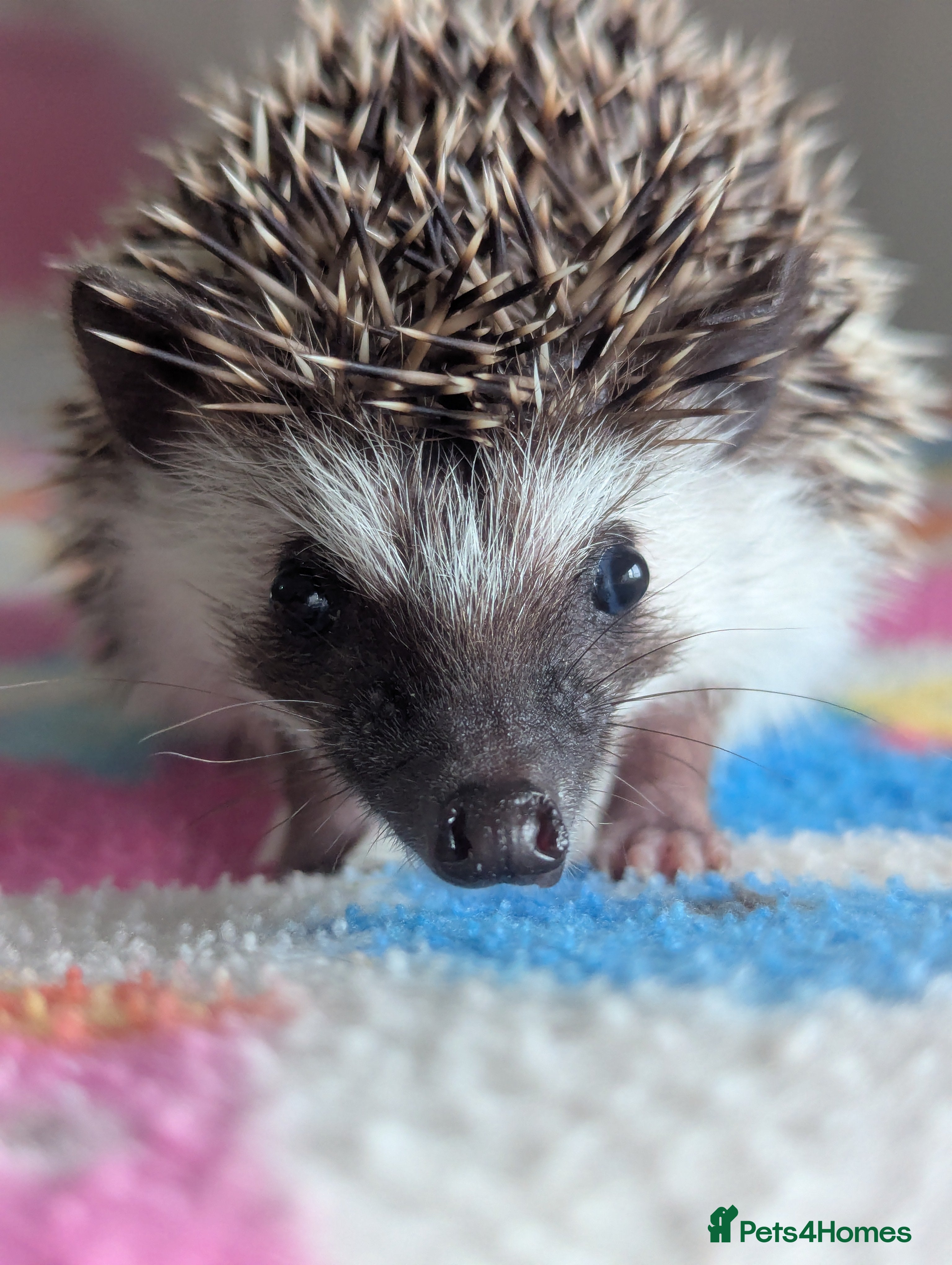 Pygmy Hedgehog rodents Beautiful Hoglets Ready Now and to Reserve  - Advert 10