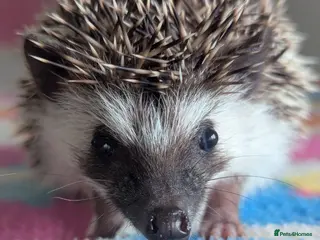 Pygmy Hedgehog rodents Beautiful Hoglets Ready Now and to Reserve - Advert 10
