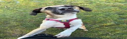 Mixed Breed dogs for adoption: Meet Erol, currently residing in Surrey in Chessington - Advert 12