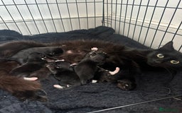 Domestic Shorthair cats for sale: 5 Little babies  - Image 8