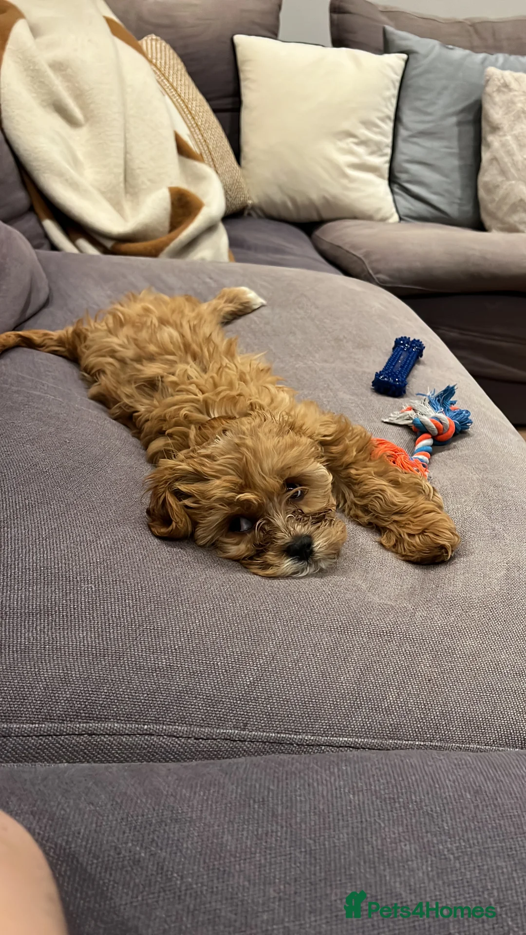 Cavapoo dogs for sale: Cavapoo female puppy (F1)  in London - Advert 1