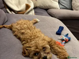 Cavapoo dogs Cavapoo female puppy (F1) in London - Advert 2