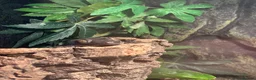 Gecko reptiles for sale: Female tokay gecko in Reading - Advert 4