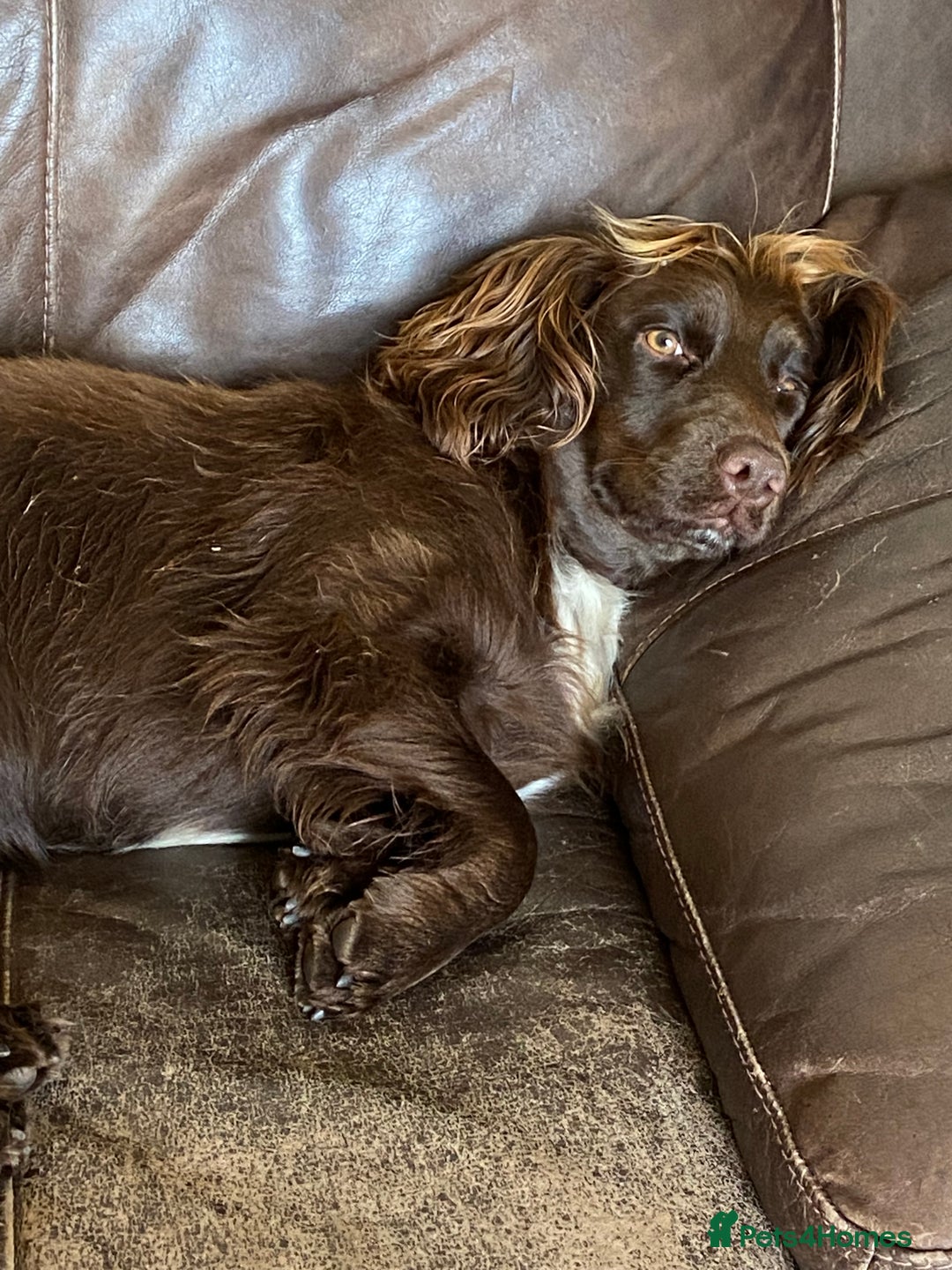 Cocker Spaniel dogs for sale: Lilah female spade cocker spaniel seeking rehoming - Advert 12