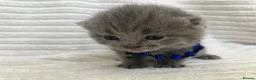 British Shorthair cats for sale: 💙 British shorthair 💙 - Advert 16