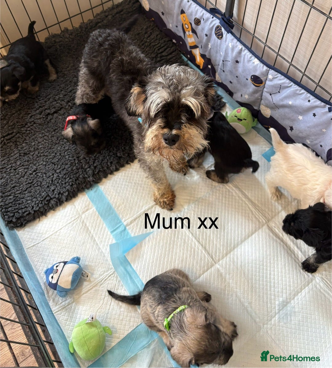 Miniature Schnauzer dogs for sale: Kc registered miniature schnauzer Bva eye test - Image 13
