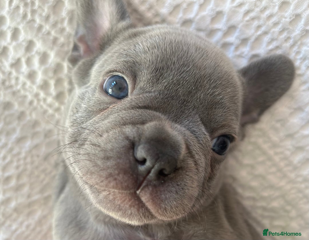 French Bulldog dogs for sale: Litter of 4 beautiful pups 🐶  - Advert 1