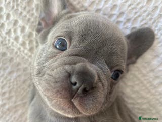 French Bulldog dogs Litter of 4 beautiful pups 🐶 - Advert 1