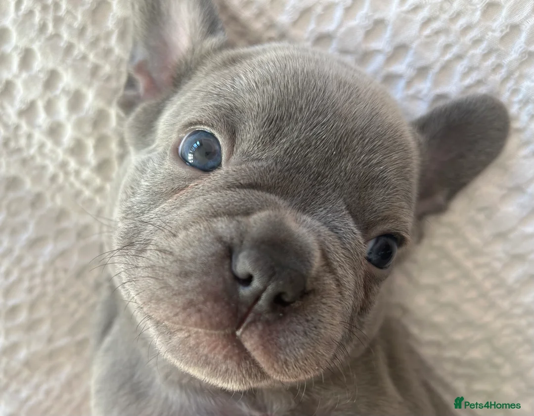 French Bulldog dogs for sale: Litter of 4 beautiful pups 🐶  - Advert 1
