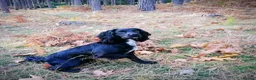 Cocker Spaniel dogs for stud: FTCH x FTCH standing at stud  in Wisbech - Advert 3