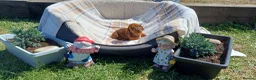 Dachshund dogs for sale: OUTSTANDING KC reg, smooth,standard dachshund  - Advert 6