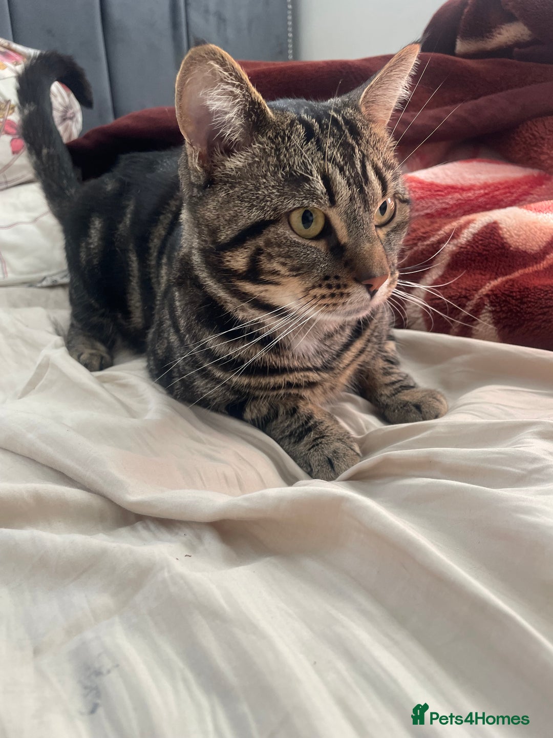 Oriental cats for sale: Ivey the cat  - Image 2