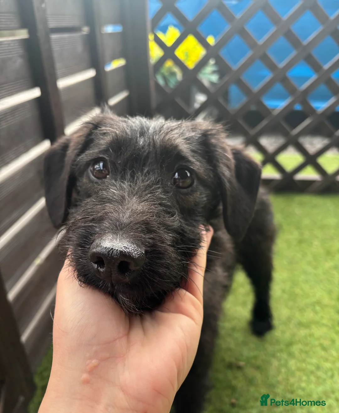 Jackapoo dogs for sale: Beautiful jackapoo for sale! - Advert 4