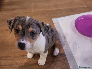 Jack Russell dogs Jack russell - Advert 9