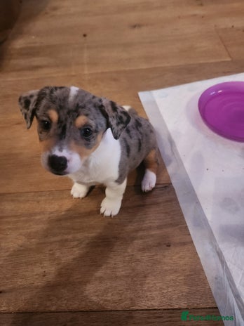 Jack Russell dogs - Advert 11