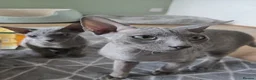 Sphynx cats for sale: Elegant Grey Velvet Boys  - Advert 8