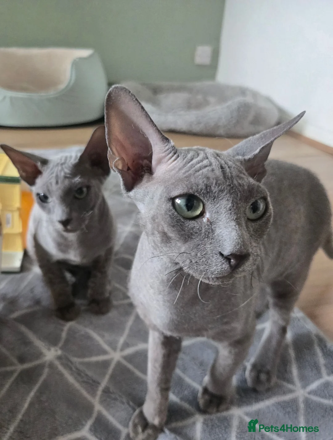 Sphynx cats for sale: Elegant Grey Velvet Boys  - Advert 8